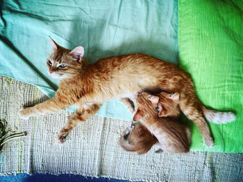 cat