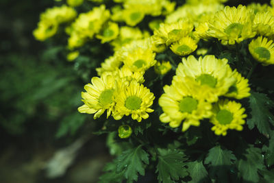 Close-up of yellow flowering plant