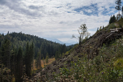 Scenic view of forest against sky