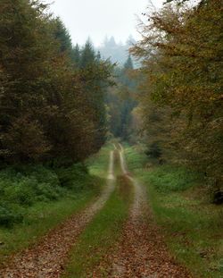 Dirt road passing through forest