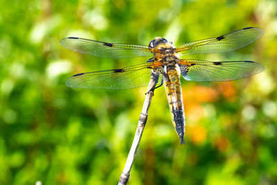 Close-up of dragonfly on leaf