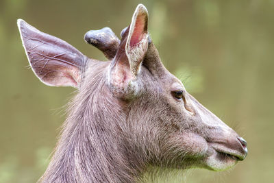 Close-up of deer