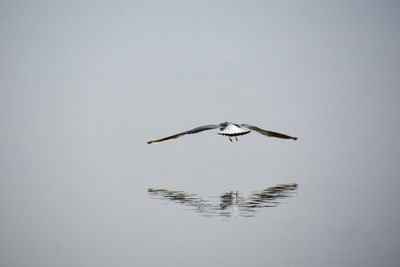 Bird flying over lake