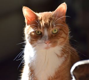 Close-up portrait of a cat