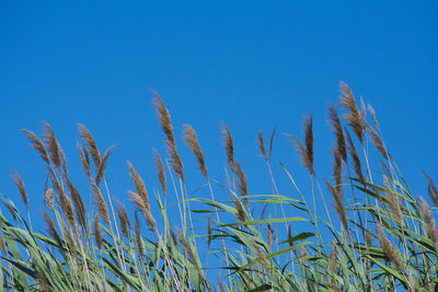 Low angle view of stalks against blue sky