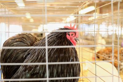 Close-up of bird in cage