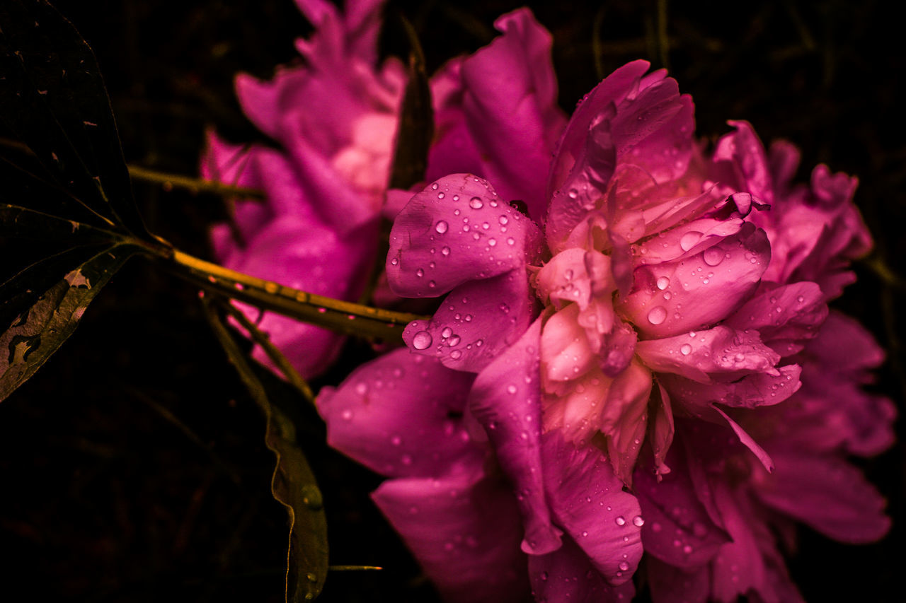 CLOSE-UP OF WATER DROPS ON PINK ROSE FLOWER