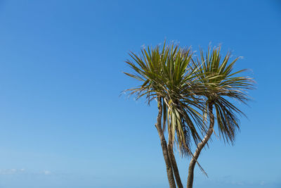 Low angle view of coconut palm tree against blue sky