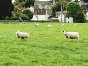 Sheep grazing in a field