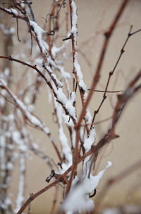 Close-up of snow on branch