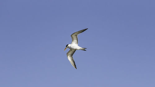 Low angle view of bird flying against clear blue sky