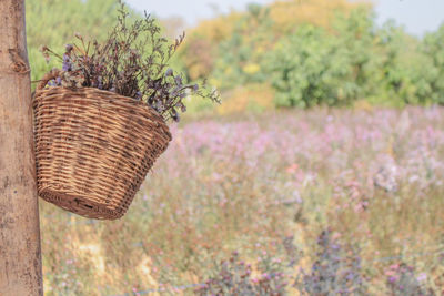 Close-up of flowering plant in basket on field