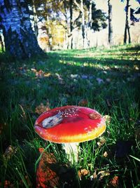 Close-up of grass growing on grassy field