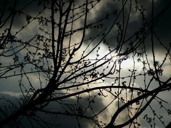 Low angle view of bare trees against sky