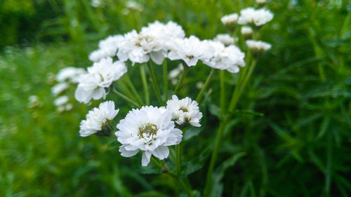 Close-up of white flowering plant