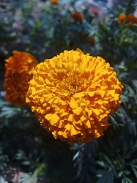 Close-up of yellow marigold blooming outdoors