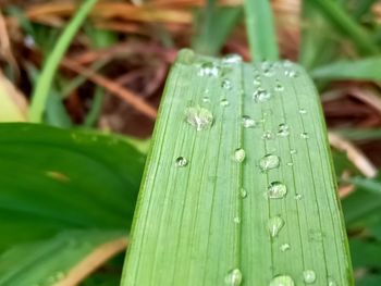 Close-up of raindrops on grass