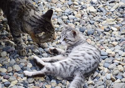 Cat lying on rock