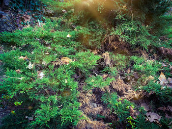 High angle view of trees growing in forest