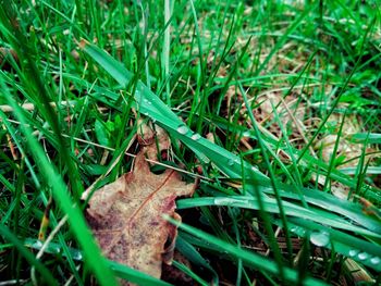 Close-up of snake on field