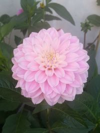 Close-up of pink dahlia flower