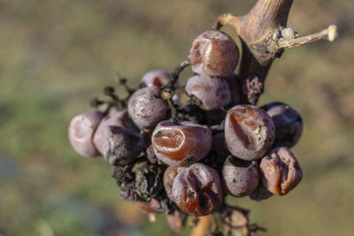 Close-up of berries growing on tree