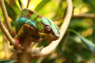 Close-up of lizard on tree branch