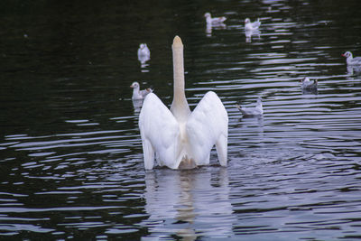 Swan swimming in lake