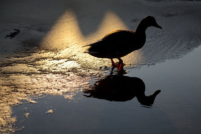 Silhouette bird in lake