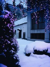 Snow covered trees in winter