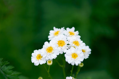 Close-up of white flowering plant on field