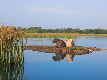 Horse standing in lake against sky