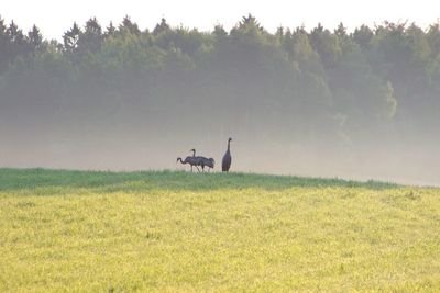 View of a horse on field