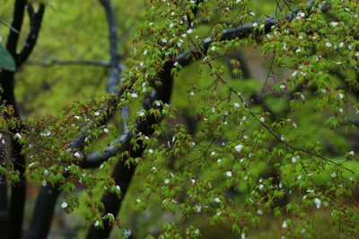 Close-up of leaves on tree