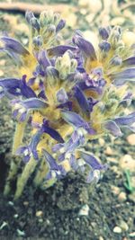 Close-up of caterpillar on flowers