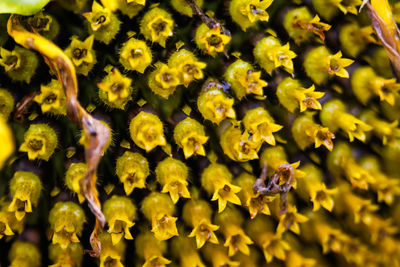 Full frame shot of yellow flowering plant