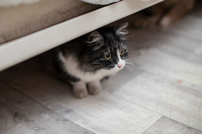 High angle view of cat looking away