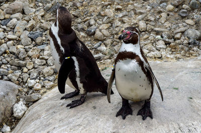 High angle view of penguins on rock