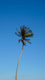 Low angle view of wilted plant against clear blue sky