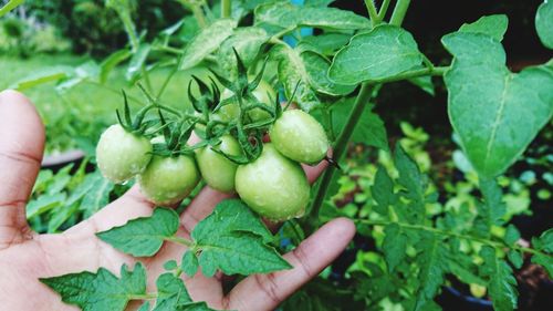 Close-up of hand holding fruit