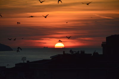 Silhouette birds flying over sea during sunset