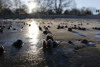 Close-up of pebbles on beach