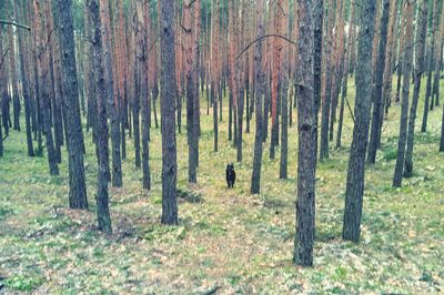 Trees in forest