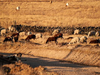 Flock of sheep in a farm