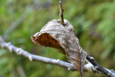 Close-up of a lizard on branch