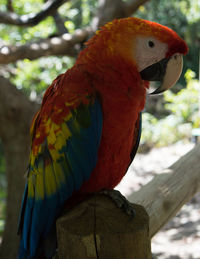 Close-up of scarlet macaw perching on wood