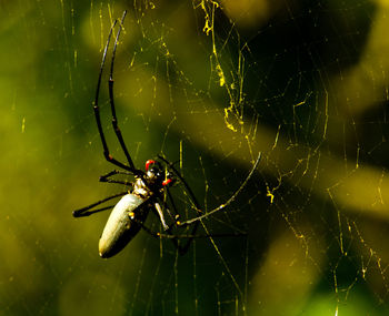 Close-up of spider on web