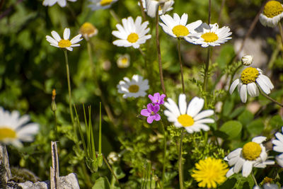 Close-up of white flowering plants