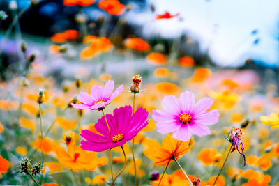 Close-up of honey bee on flowering plant