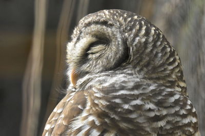 Close-up of a bird